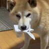 の写真