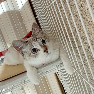 生後９ヶ月、スムーススリムなオフちゃん