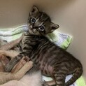 キジトラ子猫　2ヶ月の頃お渡し（6月下旬予定）