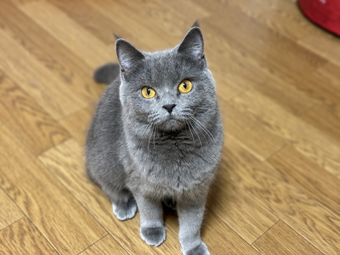 ロシアンブルーのようなス」埼玉県 - 猫の里親募集(488864