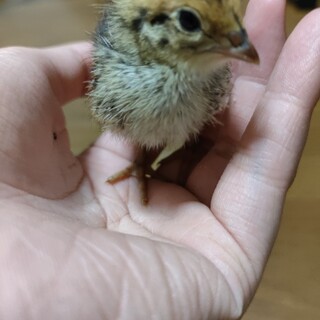 [終了]ウズラの雛 里親募集中です！