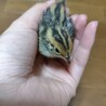[終了]ウズラの雛 里親募集中です！ サムネイル2