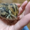 [終了]ウズラの雛 里親募集中です！ サムネイル3