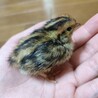[終了]ウズラの雛 里親募集中です！ サムネイル4