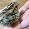 [終了]ウズラの雛 里親募集中です！ サムネイル5