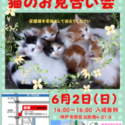 ゆったりほっこりする猫のお見合い会