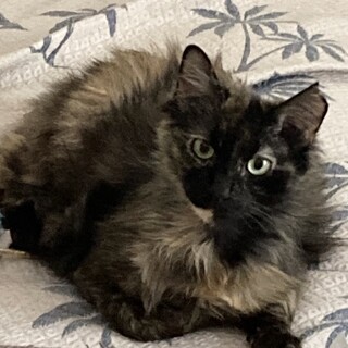 長毛サビ♀たぬきみたいな⭐︎ターちゃん⭐︎美人