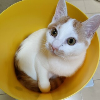 心優しい寄り添い系女子　プチぷよちゃん