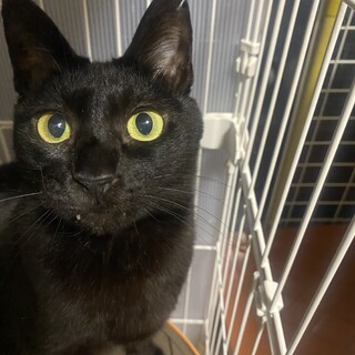 穏やかで甘えん坊な黒猫