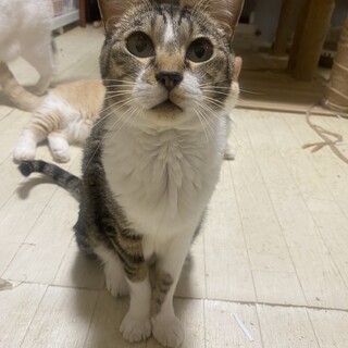 【腎臓数値が引っかかったため募集終了します】