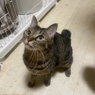 猫には厳しいキジ