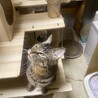 猫には厳しいキジ サムネイル3