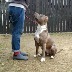 総社市ＡＷＡしつけ教室　＜雨天決行＞ サムネイル3