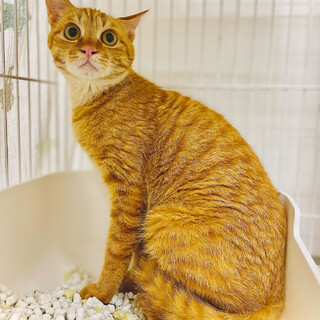 お鼻ピンクの可愛い茶トラ⭐︎ほたて⭐︎右後ろ足欠損