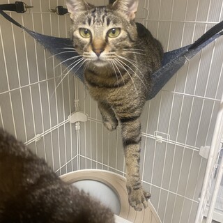 ホントは甘えたいキジ