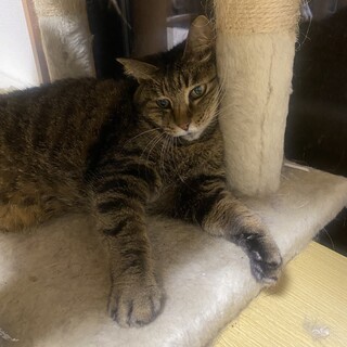 のんびりな高齢猫