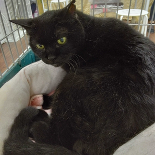 優しいおっとり黒猫☆ママちゃん★高齢者◎