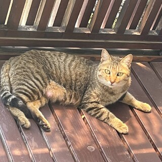 かわいい母猫の里親さん募集