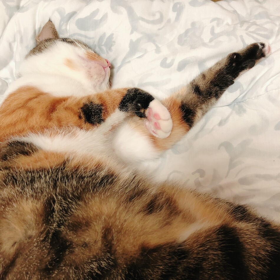 シェリープラウスチャモスキーのカバー写真