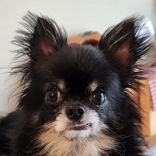 ロンチーのリープです♪