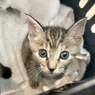 推定2024年4月生　キジ♀ 中府ちゃん♡