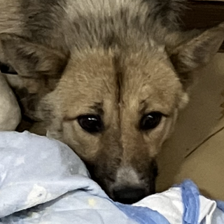 命の期限❗️5月24日迄‼️女の子