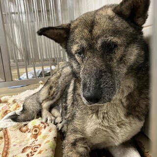 処分対象です❗️まだまだ生きたい男の子‼️