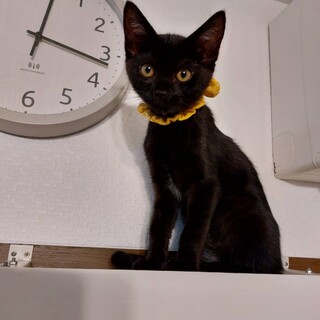 やんちゃな黒猫兄妹♪だいず君