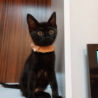 やんちゃな黒猫兄妹♪あずきちゃん