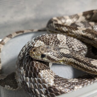 コーンスネーク　アネリ