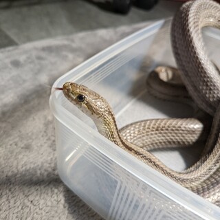 コーンスネーク　アネリストライプ