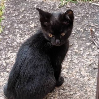 かわいいクロネコ里親募集