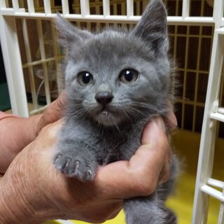 グレーの子猫さくらちゃん