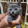 グレーの子猫さくらちゃん サムネイル1