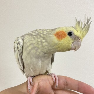 オカメインコの里親様を募集します。