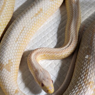 コーンスネーク　スノーストライプ
