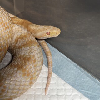 コーンスネーク　バター