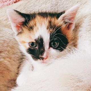 約1ヶ月のかわいい三毛猫の女の子です❣️