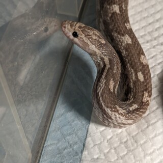 コーンスネーク　ラベンダー