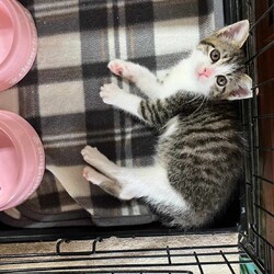 in春日井☆保護猫（子猫～大人猫）をオウチに迎えよう☆2024年5月25日（土）～ちーむ にゃいんず