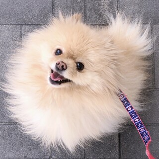 ポメラニアン