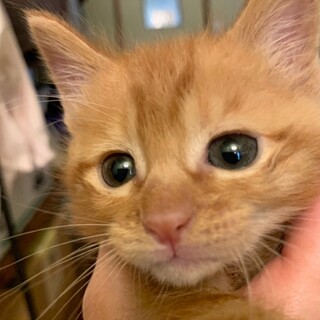 僕、ライラック！甘えん坊な茶トラの男の子