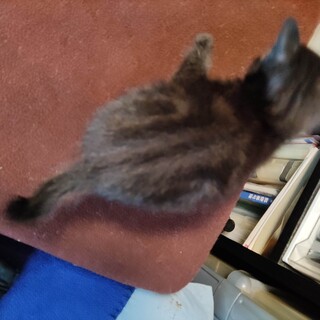 生後５週間〜メス　黒＋背中うり坊柄