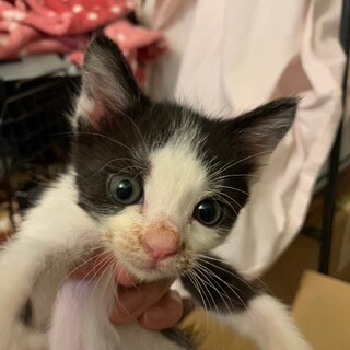 【綺麗なハチワレ柄】明るい未来が待っている！ラナン