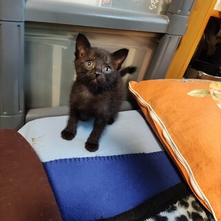 生後５週間〜メス、黒猫ちゃん大人しいです