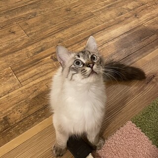 どんくさいこんぶくん