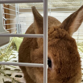 すごくやさしい子です。