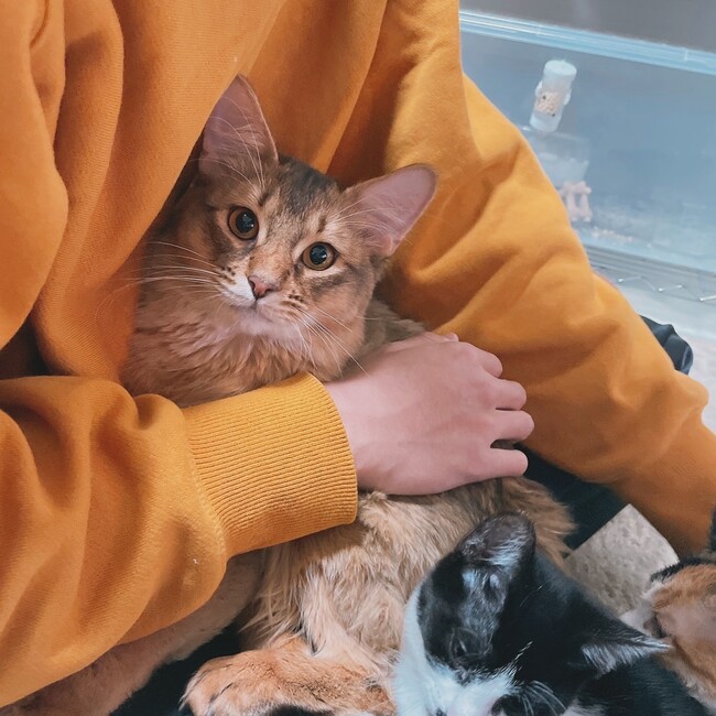 shohgoのカバー写真