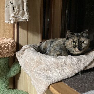 マイペースで人が好きな可愛いサビ猫ちゃん