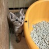 赤ちゃん猫のホワちゃん サムネイル2